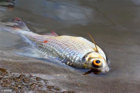 死掉的魚怎麼處理|死了魚怎麼處理遺體，魚死了怎麼辦